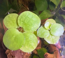 Amazon Frogbit  Live Aquarium Plants 