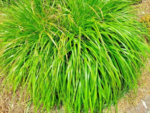 LEMONGRASS 200+ SEEDS MOSQUITO REPELLENT HEIRLOOM LEMON GRASS NON-GMO HERB USA - Picture 1 of 4