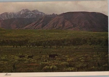 Moose in Roaming the Yukon Throughout Alaska Continental Chrome Postcard