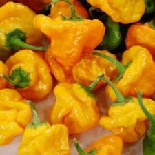 Jamaican Yellow Mushroom Hot Pepper Seeds - 25 Seeds