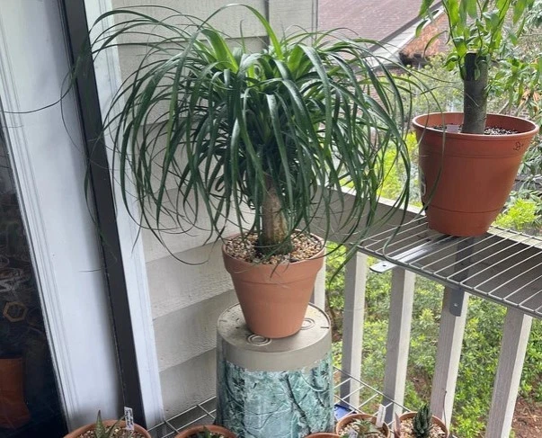 Evergreen Ponytail Palm in 5 gal Pot 3-4ft Tall Indoor Easy Care Bonsai Plant - Image 2 of 4