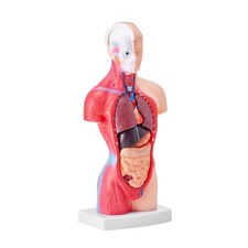 11in Torso Anatomy Model 15 Component Detachable Learning Aid Durable
