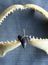 SHARK TOOTH PENDANT..fossilized 3/4 inch upper Bull from Venice Florida.