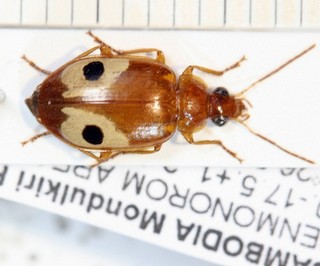 Carabidae Cambodia V