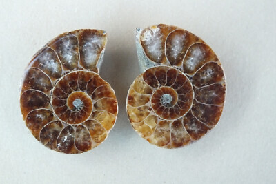 Ammonit Paar Madagaskar 2,7 cm Fossil (xs322)