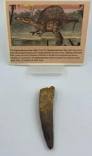 Spinosaurus Teeth Dinosaur F0SSIL Before T Rex Cretaceous K191