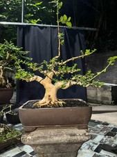 Premna Microphylla  Actual Bonsai Tree | Real Picture
