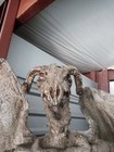 Foy’s Halloween of Fairborn~4’ tall Professionally Made Winged Demon (crouching) — photo 4