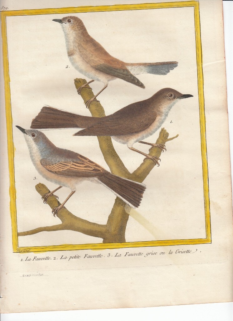 メシアンCatalogue D'Oseaux / La Fauvette ・・・ Amazon.com: Messiaen: Catalogue D'Oiseaux / La Fauvette Des