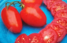 Organic Amish paste tomato seed  50 seeds fast shipping seed for 2025 SALE