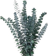 Green Dried Eucalyptus Bundle 12 Pcs Real Stems 17 Inch Fresh Natural Eucalyp...