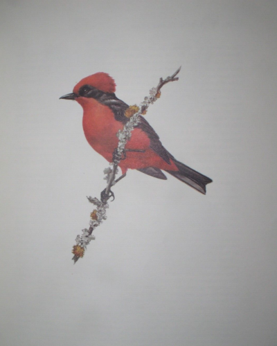 Studies Of Birds & Mammals of South America by Axel Amuchastegui~Tryon Gallery - Picture 8 of 12