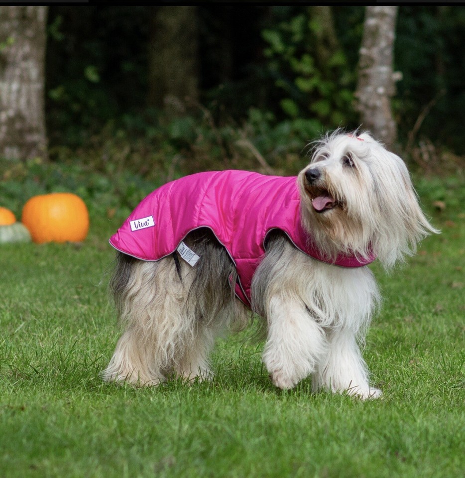Ancol Viva large reversible Dog Coat pink & purple reflective