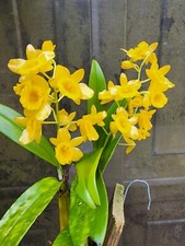 Dendrobium chrysotoxum Species rare orchids plant ,Fragrant