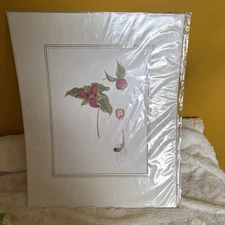 Trillium Erectum by Judith Rayner 16x13 # 116/500