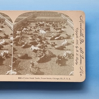 Chicago IL Stereoview um 1895 Echtfoto Amerika Texas Steuer Rinder Lagerhof