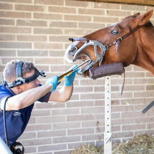 Equine Dental Kit Set McPherson Mouth Speculum Horse Mouth Gag Float
