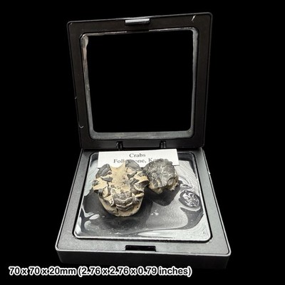 Fossile Krabbe in Vitrine Gault Ton Folkestone Kent Kreidezeit Original UK