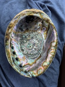 Abalone Mother of Pearl Abalone Shell 6 in X 5 in (approximately)
