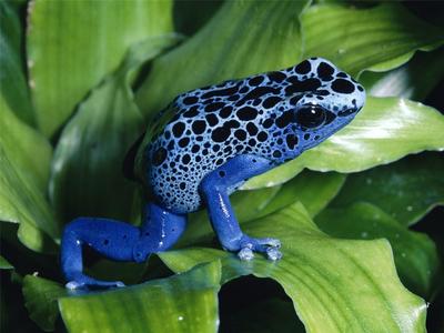 BLUE POISON DART FROG GLOSSY POSTER PICTURE PHOTO toad arrow