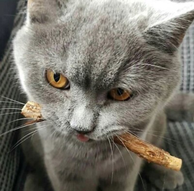 Silvervine Katze Kaustäbchen 3er oder 10er Pack natürliche Katzenminze Alternative Tiga Spielzeug