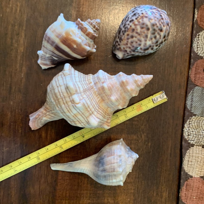Lot 4 Tiger Cowrie Sea Welk Conch Striped Beach Sand Tropical Banded Ocean