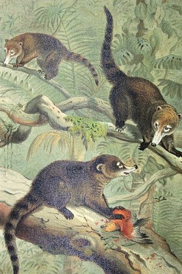 J. G. Smit White-Nosed Coati Chromolithograph 1890s Natural History