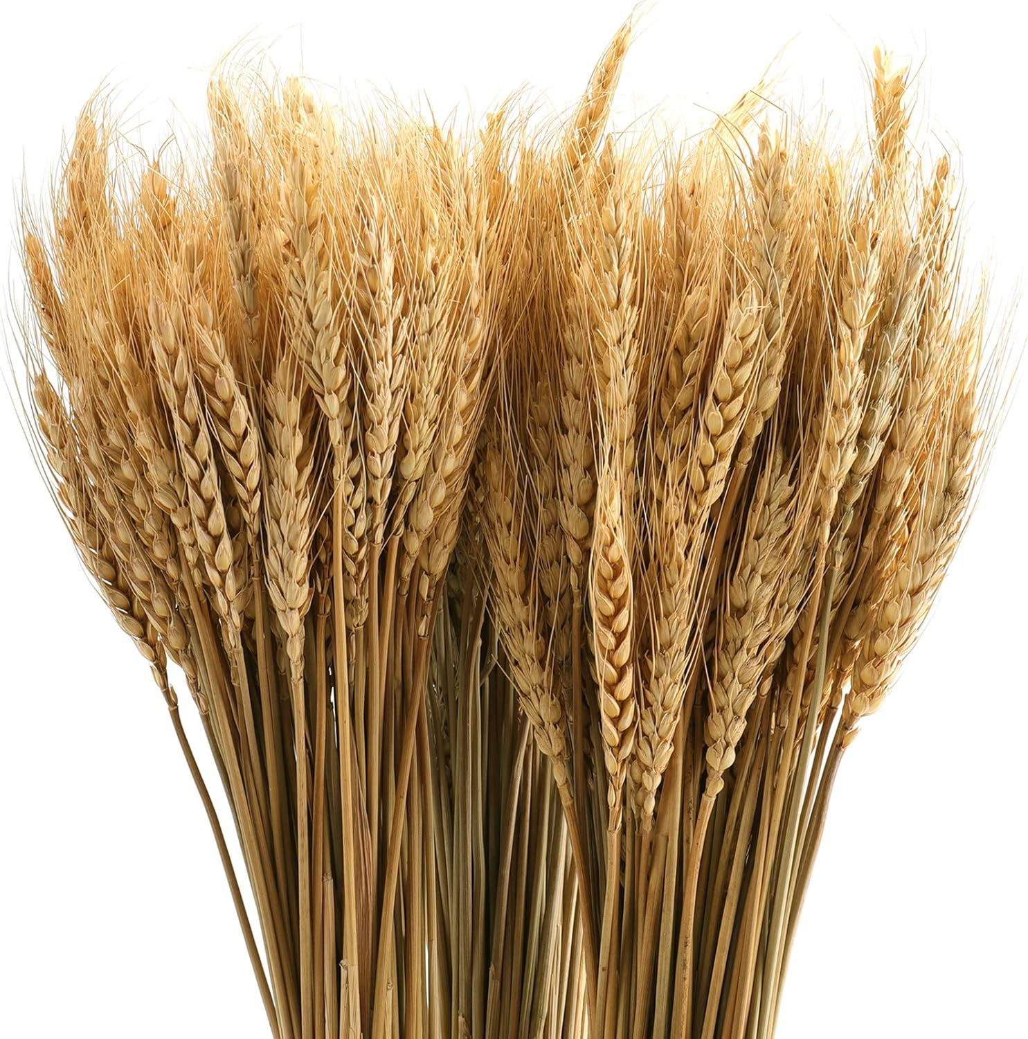 300 Stems 16 Inch/40Cm Dried Wheat Sheaves, Natural Wheat Stalks Bundle Fall Arr