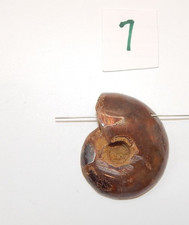 Ammonite Fossil Pendant(7)