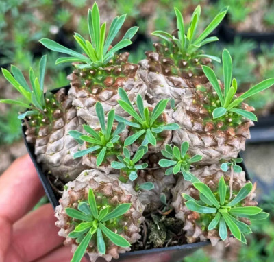 Rare Succulent LivePlant EuphorbiaGabizan Multi Heads 6CM