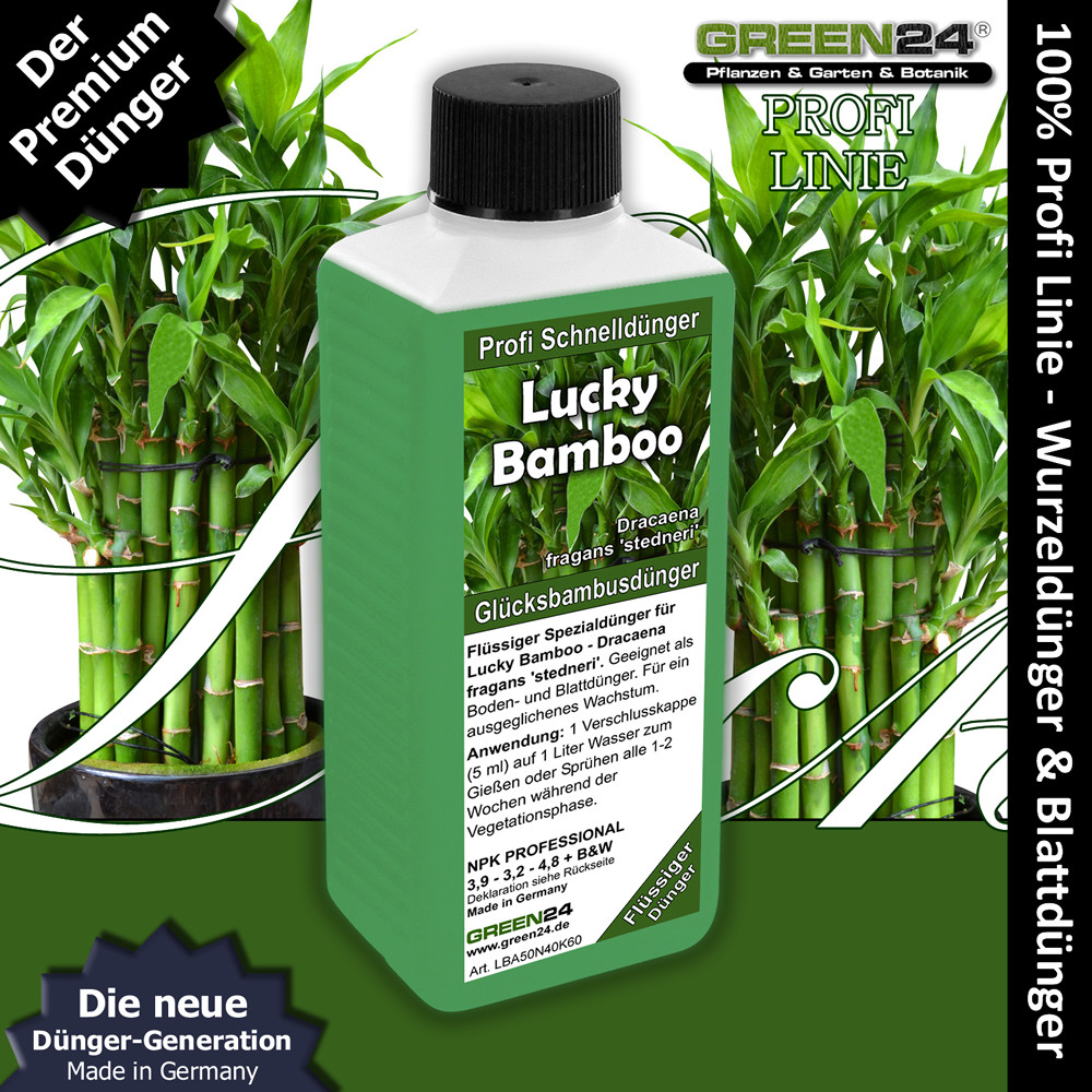 Glcksbambus Dnger Lucky Bamboo NPK Volldnger Dracaena sanderiana Bambus  250ml | eBay.de