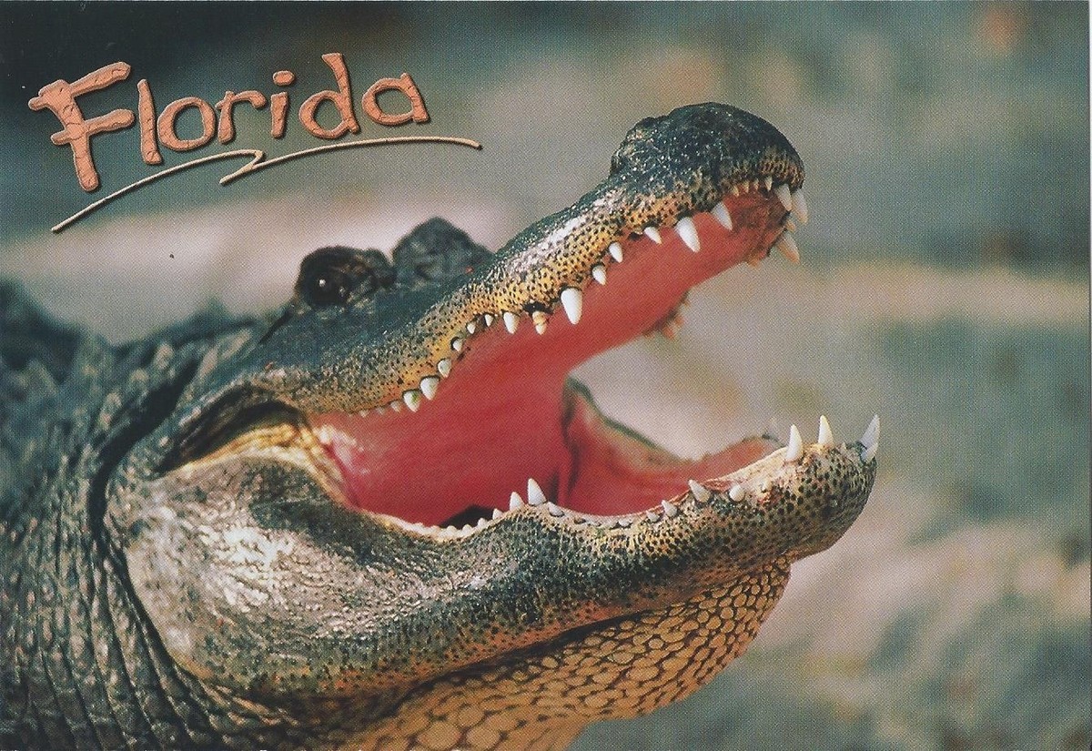 Postcard FL Florida Alligator Gator Oversize MINT