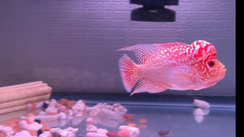 LIVE MALE FLOWERHORN 3.5 inches KamFa Golden Base HIGH QUALITY A