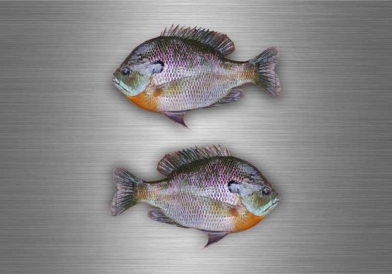 Canoe Fishing Decal Bluegill Steelhead Decor