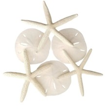 Juego de 6 estrellas de mar blancas y dólares de arena Tumbler Home