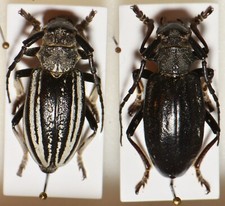 Cerambycidae: Eodorcadion consentaneum - pair (very rare)