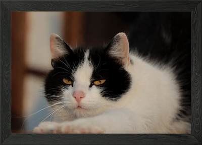 Cat Cats Feline Kitty Framed Wall Art Poster Canvas Print Picture