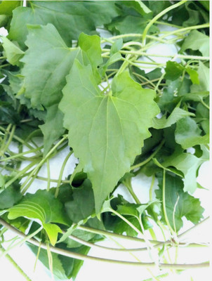 Dried Jamaican Guaco Leaves Mikania Micrantha Wildcrafted Healing Herb Tea