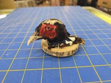 P7 Ringneck Pheasant Head Shoulder Mount Taxidermy