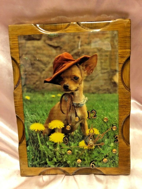 ebay chihuahua puppies