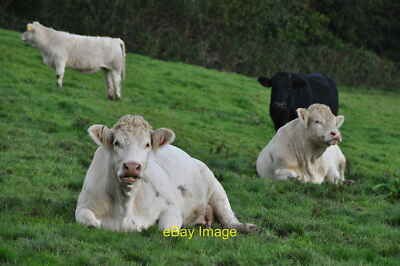 Photo 6x4 Mid Devon : Cattle Grazing Stoodleigh Cows lying in a field - h c2011