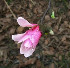 Magnolia Soulangeana -Saucer Magnolia. pack  5 VIABLE SEEDS.Fabulous