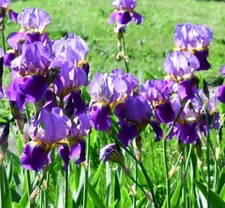 3x Blue FRAGRANT Iris Germanica Bearded Iris Perennial Plant (bare roots)