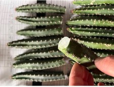 10 pieces Eriocereus jusbertii