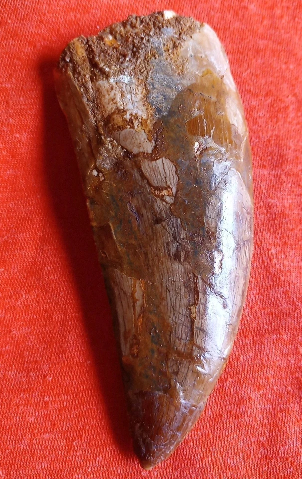 Rare Carcharodontosaurus Dinosaur Tooth Africa T Rex Cousin 95 Mil Yrs Fossil 4” - Image 2 of 4