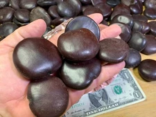 Lucky Sea Bean Entada gigas 6 Pieces Natural Seeds Crafting Decor  Free Ship!