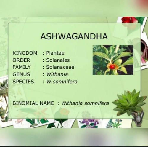 Bio Ashwagandha, Winterkirsche, Asgand Nagori PULVER / KAPSEL HALAL GEMÜSE - Bild 2 von 2