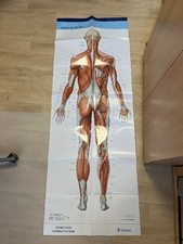 PROMETHEUS LernPoster Anatomie Thieme Muskeln Körper Medizin Poster