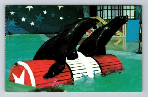 Orlando FL- Florida, Sea World, Seal Show, Marine Animals, Vintage Postcard  | eBay