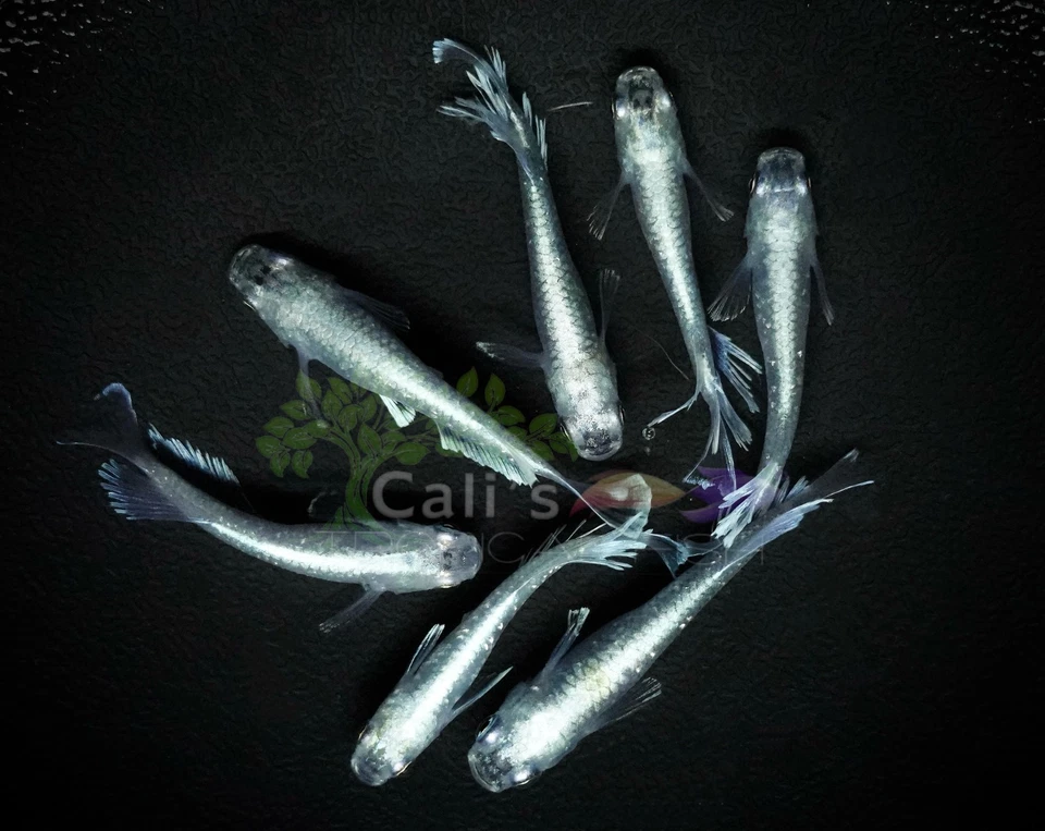 3+1 (FREE) White Galaxy Medaka- Freshwater Medaka Rice Fish - FREE SHIPPING - Image 3 of 4